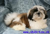 SIZYFOS-Atrei-Kirabzer-shih-tzu-puppy-6