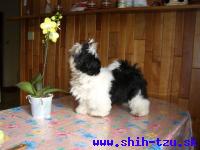 STYX-Atrei-Kirabzer-shih-tzu-puppy-7