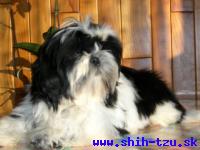 SIBYLA-Atrei-Kirabzer-shih-tzu-puppy-6