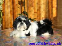 SIBYLA-Atrei-Kirabzer-shih-tzu-puppy-1
