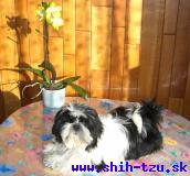 SIBYLA-Atrei-Kirabzer-shih-tzu-puppy-0