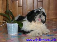 STYX-Atrei-Kirabzer-shih-tzu-puppy-2