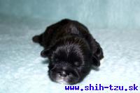 XAN-Atrei-Kirabzer-shih-tzu-puppy-6