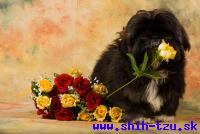 XAN-Atrei-Kirabzer-shih-tzu-puppy-3