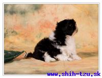 AGIR-Atrei-Kirabzer-shih-tzu-puppy-1