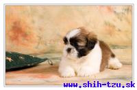 CHANG-Atrei-Kirabzer-shih-tzu-puppy-4