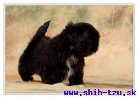 HARMONY-Atrei-Kirabzer-shih-tzu-puppy-1