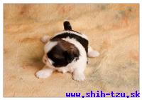 YAHOO-Atrei-Kirabzer-shih-tzu-puppy-6