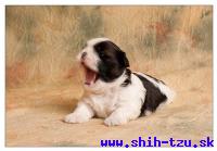 YAHOO-Atrei-Kirabzer-shih-tzu-puppy-5