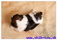 YAHOO-Atrei-Kirabzer-shih-tzu-puppy-4