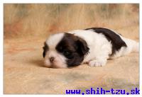 YAHOO-Atrei-Kirabzer-shih-tzu-puppy-0
