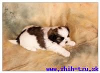 BRYAN-Atrei-Kirabzer-shih-tzu-puppy-3