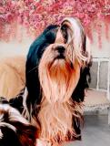 ARI-picture-1