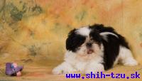 YZZI-Atrei-Kirabzer-shih-tzu-puppy-11