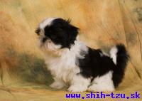 YZZI-Atrei-Kirabzer-shih-tzu-puppy-10