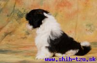 YZZI-Atrei-Kirabzer-shih-tzu-puppy-9