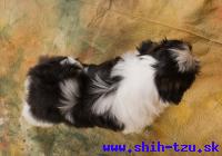 YZZI-Atrei-Kirabzer-shih-tzu-puppy-8