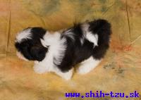 YZZI-Atrei-Kirabzer-shih-tzu-puppy-7