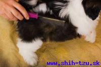 YZZI-Atrei-Kirabzer-shih-tzu-puppy-6