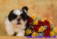 YZZI-Atrei-Kirabzer-shih-tzu-puppy-5