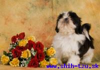 YZZI-Atrei-Kirabzer-shih-tzu-puppy-3