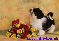 YZZI-Atrei-Kirabzer-shih-tzu-puppy-2