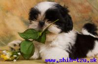 YZZI-Atrei-Kirabzer-shih-tzu-puppy-1