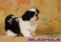 YZZI-Atrei-Kirabzer-shih-tzu-puppy-0