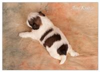 FLORENTINA-Atrei-Kirabzer-shih-tzu-puppy-17