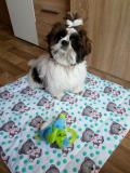 BONDY-Atrei-Kirabzer-shih-tzu-puppy-4