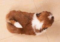 CHAVIER-Atrei-Kirabzer-shih-tzu-puppy-8