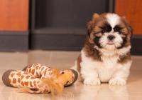CHAVIER-Atrei-Kirabzer-shih-tzu-puppy-3