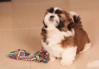 CHAVIER-Atrei-Kirabzer-shih-tzu-puppy-2