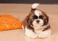 CHAVIER-Atrei-Kirabzer-shih-tzu-puppy-1