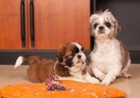 CHAVIER-Atrei-Kirabzer-shih-tzu-puppy-0