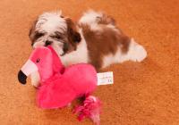 IZABELA-Atrei-Kirabzer-shih-tzu-puppy-3