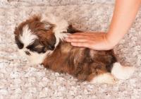 IBIS-Atrei-Kirabzer-shih-tzu-puppy-9