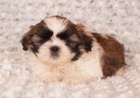 IBIS-Atrei-Kirabzer-shih-tzu-puppy-8