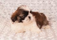 IBIS-Atrei-Kirabzer-shih-tzu-puppy-7