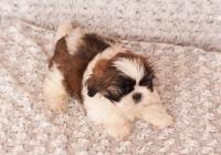 IBIS-Atrei-Kirabzer-shih-tzu-puppy-6