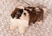 IBIS-Atrei-Kirabzer-shih-tzu-puppy-5