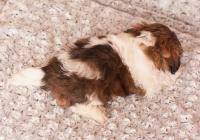 IBIS-Atrei-Kirabzer-shih-tzu-puppy-4