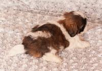 IBIS-Atrei-Kirabzer-shih-tzu-puppy-2