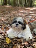 IBIS-Atrei-Kirabzer-shih-tzu-puppy-0