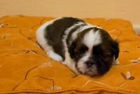 OLIVA-Atrei-Kirabzer-shih-tzu-puppy-6