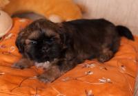 SAGGO-Atrei-Kirabzer-shih-tzu-puppy-5