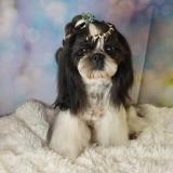 BONDY-Atrei-Kirabzer-shih-tzu-puppy-0