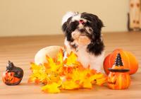 LANEY-Atrei-Kirabzer-shih-tzu-puppy-9