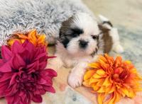 YUKI-Atrei-Kirabzer-shih-tzu-puppy-9