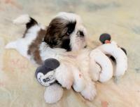 YUKI-Atrei-Kirabzer-shih-tzu-puppy-8